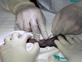 Researchers collect blood samples from a horseshoe bat for coronavirus disease (COVID-19) test at a lab, amid concerns that the bats may pose a threat to local residents, in Chonburi province, Thailand, June 11, 2020. Picture taken June 11, 2020. Department of National Parks, Wildlife and Plant Conservation (DNP)/Handout via REUTERS      ATTENTION EDITORS - THIS IMAGE WAS PROVIDED BY A THIRD PARTY. NO RESALES. NO ARCHIVES.     TPX IMAGES OF THE DAY