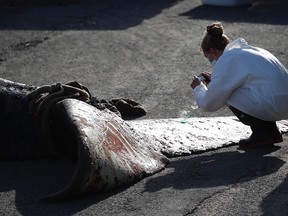 A necropsy is performed by Université de Montréal’s school of veterinary medicine on a humpback whale that enchanted Montrealers in June 2020.