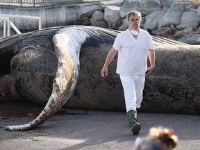 A necropsy is performed by Université de Montréal’s school of veterinary medicine on a humpback whale that enchanted Montrealers in June 2020.