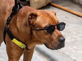 A dog held on a leash and wearing sunglasses, stares at a cat as it takes walk along a street in the Moroccan capital Rabat on June 25, 2020.
