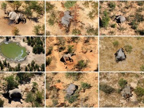 A combination photo shows dead elephants in Okavango Delta, Botswana May-June, 2020.