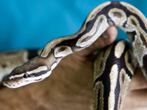 A ball python, like the one pictured here, is on the loose in Gatineau.