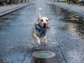 Pierre Senechal's Parson Russell Terrier loves the water fountain at Place Victoria in Montreal on Thursday August 13, 2020. The Parson Russell Terrier is a close relative to the Jack Russell Terrier. Dave Sidaway / Montreal Gazette ORG XMIT: 64873