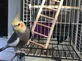 For 19 years, Birdie, a people-loving cockatiel with a yellow crest, an orange spot and a chirpy character, has enlivened the Freed home.