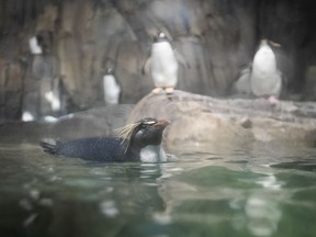 A Northern Rockhopper penguin looks at members of the media during a press tour at the revamped Biodôme on Thursday.