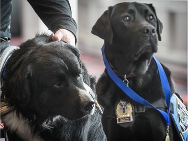 Mira dog Bouffon (left) and Kanak of the Sherbrooke police force, after they were inducted in the Quebec Pantheon of Animals in 2018.