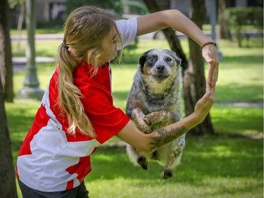 SuperDog Nyx takes aim at space between trainer Émilie Ménard's arms at a park in Westmount on Thursday, Sept. 3, 2020.