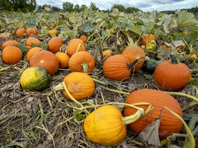 Pumpkins on the vine in the pumpkin patch at Quinn Farm in Ile-Perrot, west of Montreal Monday September 14, 2020.
