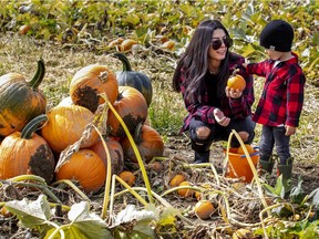 Lina Maiolo and her son Leo pick pumpkins in the pumpkin patch at Quinn Farm in Ile-Perrot, west of Montreal