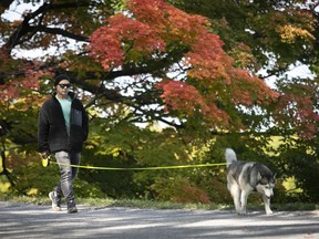 Snoop walks ahead of his master Charles Benizri as they make their way along Chemin Olmsted and the early autumn colours on Tuesday September 22, 2020.