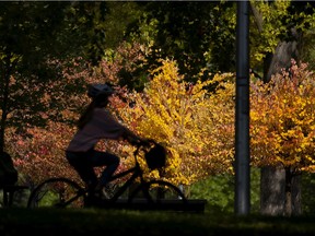 A cyclist is silhouetted against the bright fall colours of the changing leaves in Parc Lafontaine in Montreal