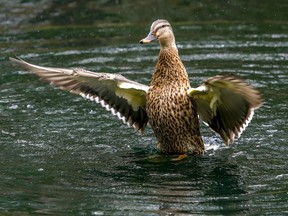 A duck rises out of the water at Parc Lafontaine in Montreal on Wednesday, September 2, 2020.