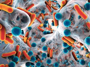 Biofilm of antibiotic-resistant bacteria. The advent of superbugs, bacteria that are resistant to every antibiotic currently available, has prompted the scientific community to search for new molecules to fight infection, Sylvie Ouellette writes.