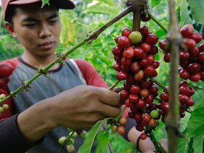 A farmer in Indonesia picks coffee beans. "Commercially, caffeine can be obtained either from the decaffeination of coffee beans or through chemical synthesis," Joe Schwarcz writes.