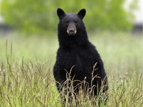 Black bears may stand on their hind legs to get a better look at you. Although attacks are exceedingly rare, bears may perceive you to be a threat and put on aggressive displays when they want more space.