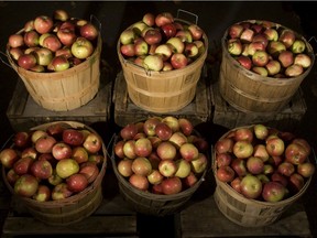 Bushels of McIntosh apples sit on the stand at Les Vergers Alain Dauphinais from Hemmingford at the Atwater Market in 2007.