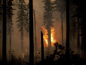 The North Complex Fire burns in Plumas National Forest, Calif., on Monday, Sept. 14, 2020. The Canadians helping to beat back California's wildfires are getting relief this week, but some of their replacements are headed to Oregon instead.