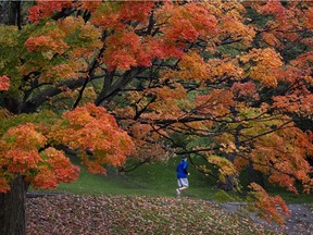 A runner is dwarfed by a massive Maple tree aglow in fall colours on Mount-Royal on Oct. 2, 2020.