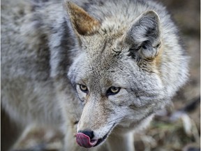 Missy, a coyote at the Ecomuseum zoo, is housed in an enclosure in Ste-Anne-de-Bellevue. Town officials in neighbouring Senneville are warning residents about wild coyotes roaming its territory.
