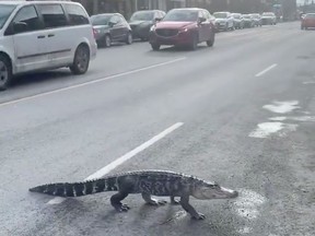 Last December, a two-metre long alligator named Ally used by Repti-zone escaped and was spotted by many as it crossed Jarry St.