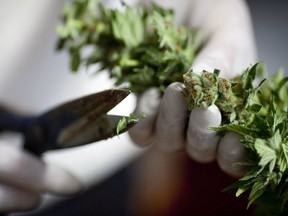 FILE: A worker trims cannabis at the growing facility of the Tikun Olam company on March 7, 2011 near the northern city of Safed, Israel.