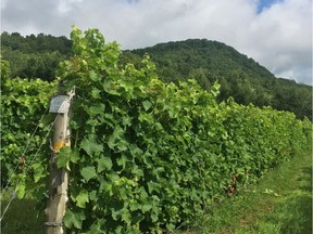 Vidal vines at Coteau Rougemont.