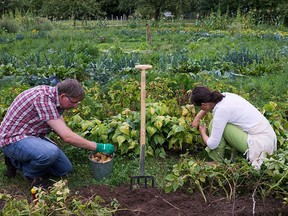 Sixty-seven per cent of new gardeners said the pandemic influenced their decision to grow their own food.