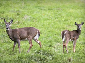 Deer keep an eye on a photographer while grazing in a field in North Hatley, east of Montreal, in October 2016.