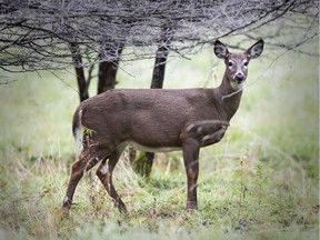 A deer keeps an eye on a photographer while grazing in a field in North Hatley, east of Montreal, in 2016.