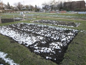 The Brittany Ave. community garden, just west of the Rockland Centre, was the object of a bitter development battle last year when T.M.R. proposed to sell it to Groupe Maurice.