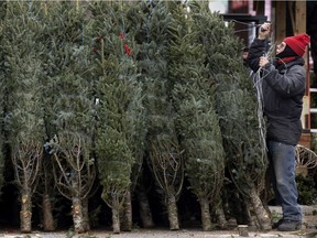 Robert begins the task of setting up the Christmas tree display at Sapins Ti-Ron at the Atwater Market, in Montreal, on Thursday, November 19, 2020.