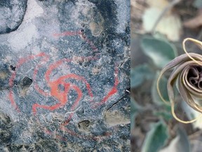 (Left) Pinwheel painting within cave. Image credit: Rick Bury (photographer). (Right) Unfurling flower of D. wrightii from plant near cave site. Image credit: Melissa Dabulamanzi. /