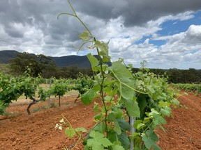 Springtime grapes form on grapevines at Tyrrell's Wines vineyard in Hunter Valley, New South Wales, Australia. "In this column, I will never opine on how a winery should be managed, on how a wine should be made or what appellation it should be given," Martine St-Victor writes.