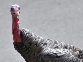 A wild turkey walks through a residential neighbourhood in Brookline, Mass., on Sept. 27, 2017.