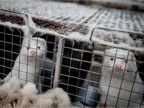 FILE PHOTO: Mink are seen at the farm of Henrik Nordgaard Hansen and Ann-Mona Kulsoe Larsen near Naestved, Denmark, November 6, 2020. Ritzau Scanpix/Mads Claus Rasmussen via REUTERS. ATTENTION EDITORS - THIS IMAGE WAS PROVIDED BY A THIRD PARTY. DENMARK OUT. NO COMMERCIAL OR EDITORIAL SALES IN DENMARK./File Photo