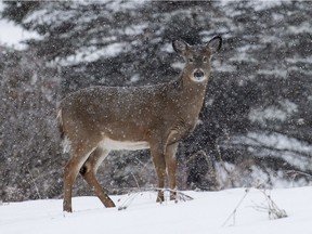 A deer walks through the snow in Quebec.