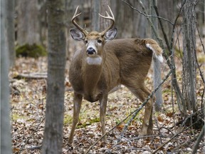 A deer is seen at the Michel-Chartrand Park  in Longueuil on Friday, Nov. 13, 2020. City officials have been facing criticism after saying that they will have to kill half the white-tailed deer living there as efforts to control their population haven't worked.