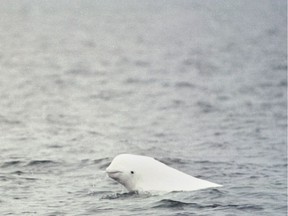 An inquisitive beluga whale takes a pause from feeding on capelin to view its surroundings in the St. Lawrence-Saguenay Marine Park, near Tadoussac, 450 kilometres northeast of Montreal, in this 2007 file photo.