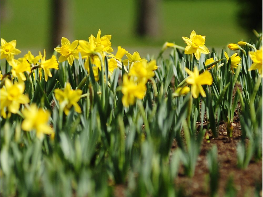 Nawaz: Dreaming of daffodils as a long, cold Montreal winter looms