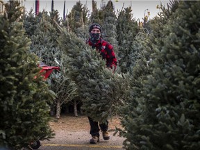 Christmas tree vendor Guillaume Dubuc at Montreal's Atwater Market on Sunday, November 29, 2020.
