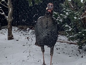 Paul Moreau tracked Butters the wild turkey down on Ballantyne St. in Montreal West after his son, Max, spotted her near their house.