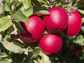 Gala apples: "Johnny (Appleseed) is owed a debt of gratitude for rehabilitating the image of the apple, a fruit that historically did not have a stellar reputation because of its identification as the forbidden fruit of the Bible," Joe Schwarcz writes.