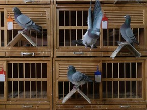 Racing pigeons sit in the loft of breeder Zhao Zhiqiang in China Dec. 2, 2020.