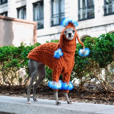 Montreal dog Tika the Iggy's outfits go viral, earn praise from rapper  Lizzo