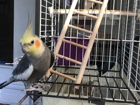 Josh Freed may not have a dog, but he does have a cockatiel who might enjoy a winter walk after curfew.