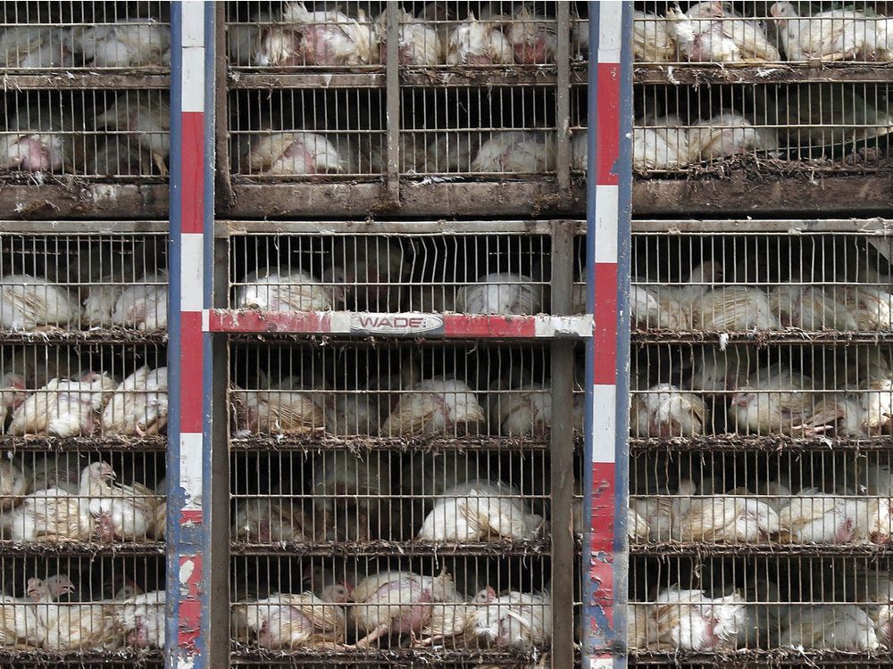 The Right Chemistry 'Chlorinated chicken' is no reason to squawk Montreal Gazette