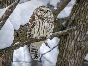 A barred owl perches on a branch in Terra Cotta Nature Park in Pointe-Claire.