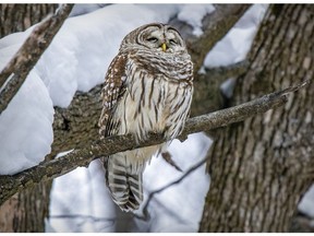 A barred owl perches on a branch of a dead tree in Terra Cotta Nature Park in Pointe-Claire.