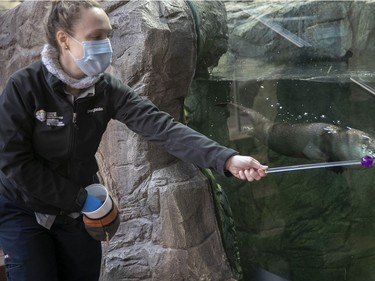 Veterinarian technician Cylia Civelek plays with a North American river otter at the Biodome last week.