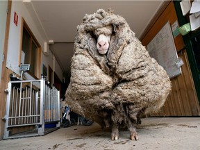 Sheep Baarack is seen before his thick wool was shorn in Lancefield, Victoria, Australia February 5, 2021. Edgar's Mission Inc/Handout via REUTERS  ATENTION EDITORS - THIS IMAGE HAS BEEN SUPPLIED BY A THIRD PARTY. MANDATORY CREDIT. MUST CREDIT EDGAR'S MISSION. NO RESALES. NO ARCHIVES.     TPX IMAGES OF THE DAY